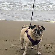 Piper joined the competition — help win amazing prizes! animal, beach, canine, coast, companion, dog, harness, leash, nature, ocean, outdoor, paw_prints, pet, pug, sand, travel, vacation, walking, water, waves