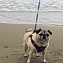 animal, beach, canine, coast, companion, dog, harness, leash, nature, ocean, outdoor, paw_prints, pet, pug, sand, travel, vacation, walking, water, waves