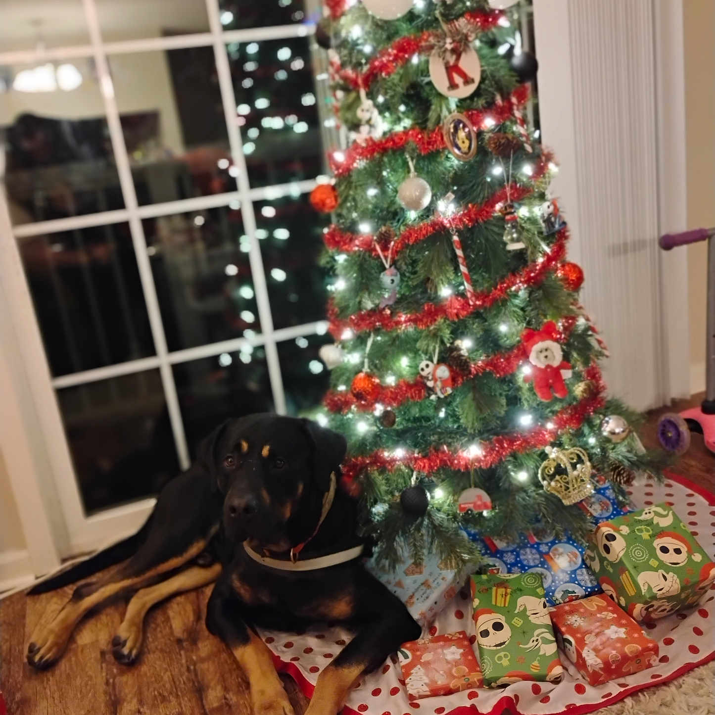 Bandit joined the competition — help win amazing prizes! black_dog, brown_paws, christmas_tree, decorations, dog, festive, floor, gift_wrap, green, holiday, indoor, lights, ornaments, presents, red, reflection, relaxed, tinsel, window, wood_floor