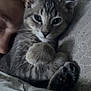 Kevin is registered to the contest to win money with this photo: kitten, cat, tabby, paws, snuggling, sleepy, close_up, person, curly_hair, blanket, bed, soft_lighting, indoor, cute, pet, cozy, feline, resting, relaxed, fur