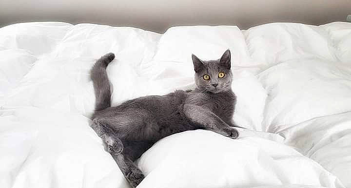 Princess Poppy Pomfrey