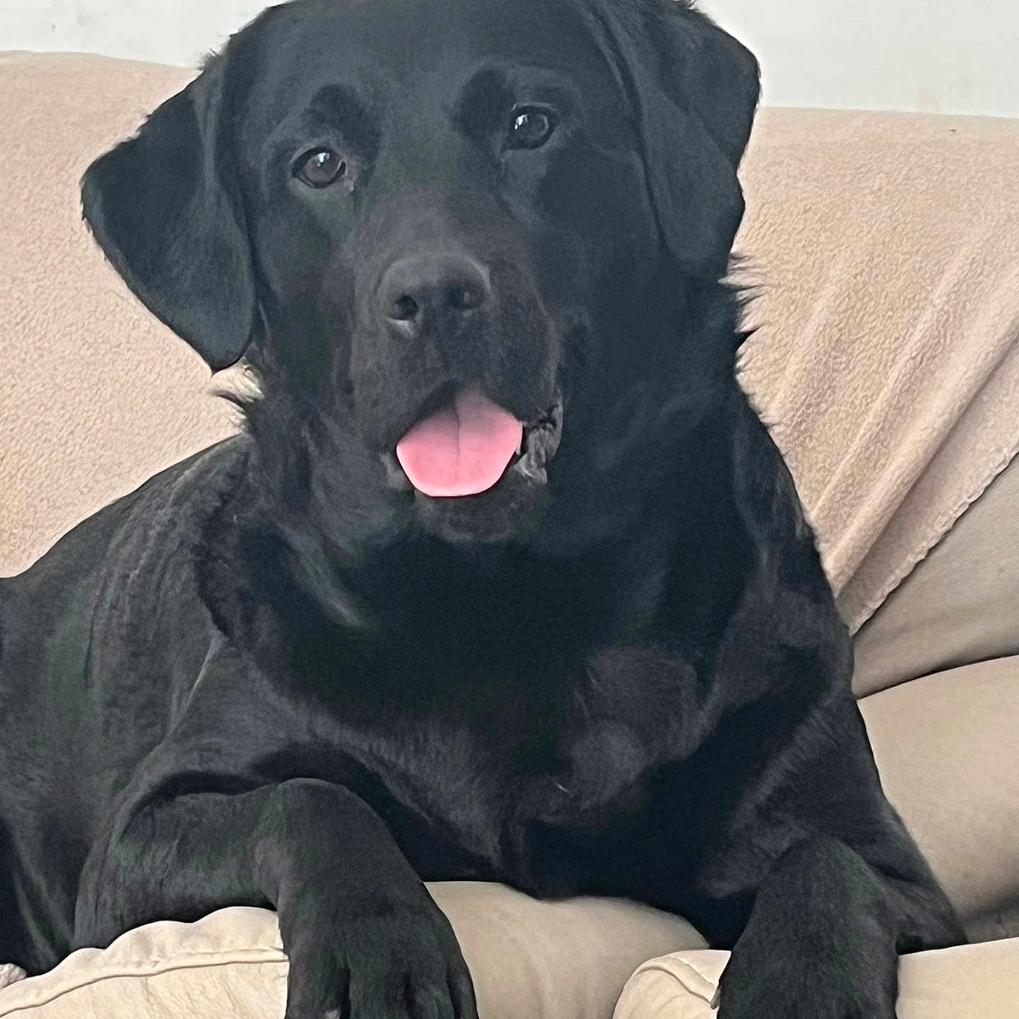 Naya a rejoint le concours — aidez-le/la à gagner de superbes lots ! animal, black_dog, canine, companion, couch, cute, dog, domestic_animal, friendly, fur, furniture, indoor, labrador, mammal, paw, pet, portrait, relaxed, resting, tongue_out