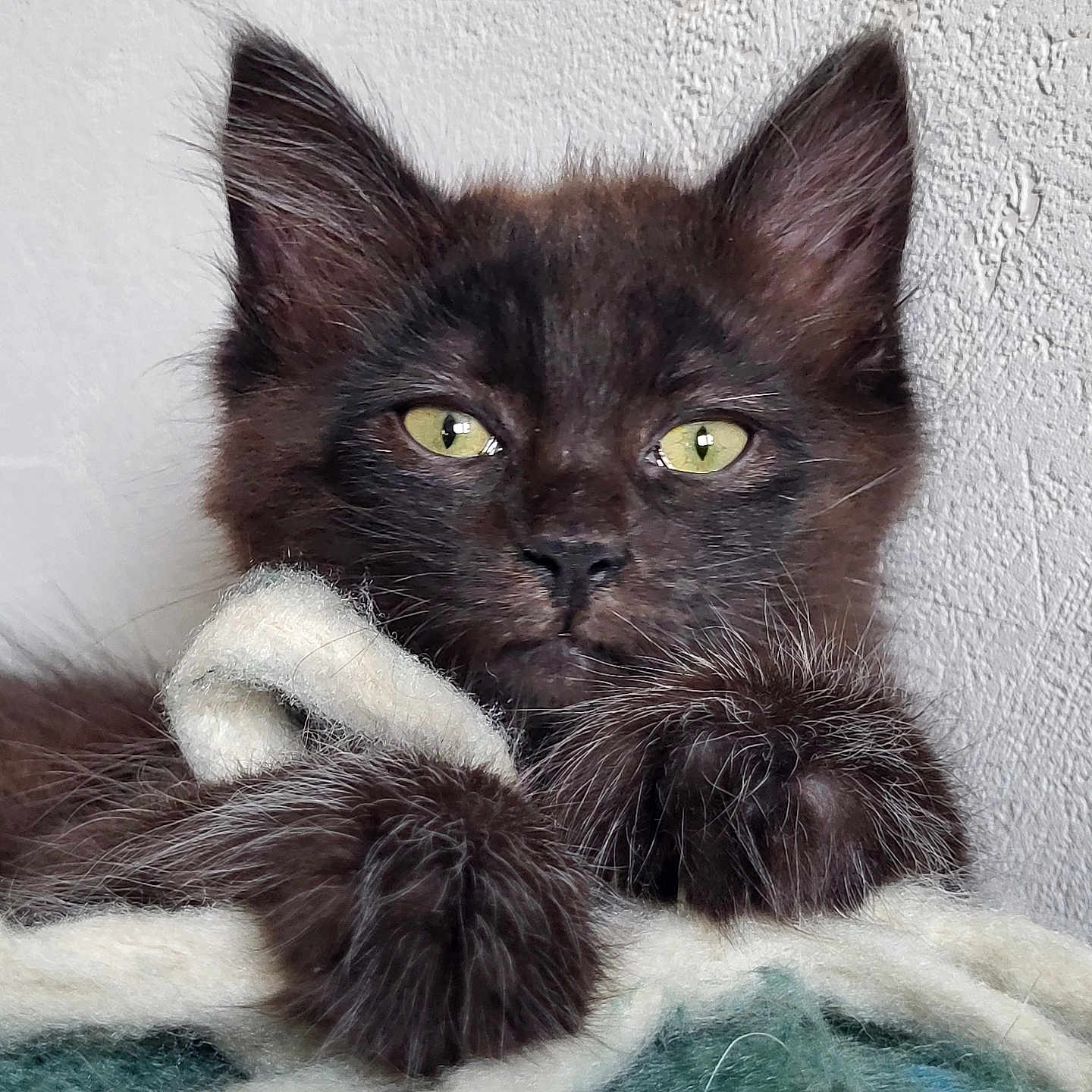 Wookie a rejoint le concours — aidez-le/la à gagner de superbes lots ! animal, black_cat, blanket, cat, closeup, cozy, cute, fur, furry, green_eyes, indoor, kitten, paws, pet, portrait, relaxed, resting, texture, whiskers, young