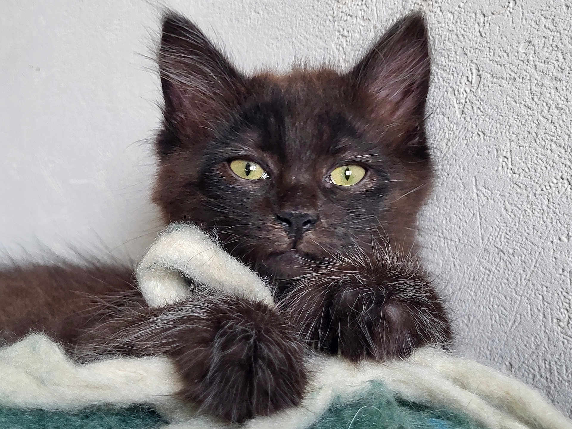 Wookie a rejoint le concours — aidez-le/la à gagner de superbes lots ! kitten, cat, black_cat, green_eyes, furry, pet, animal, closeup, portrait, cozy, blanket, resting, cute, whiskers, paws, indoor, texture, relaxed, young, fur