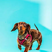 Riley joined the competition — help win amazing prizes! dog, dachshund, pet, animal, brown_coat, harness, pink_harness, studio, portrait, blue_background, canine, standing, looking_up, ears_flapping, fur, paw, tail, domestic_animal, cute, young_dog