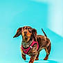 dog, dachshund, pet, animal, brown_coat, harness, pink_harness, studio, portrait, blue_background, canine, standing, looking_up, ears_flapping, fur, paw, tail, domestic_animal, cute, young_dog