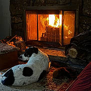 Rylee joined the competition — help win amazing prizes! dog, fireplace, fire, rug, wood, indoor, cozy, pet, relaxing, home, carpet, warmth, black_and_white, animal, resting, interior, furniture, hearth, log, comfort