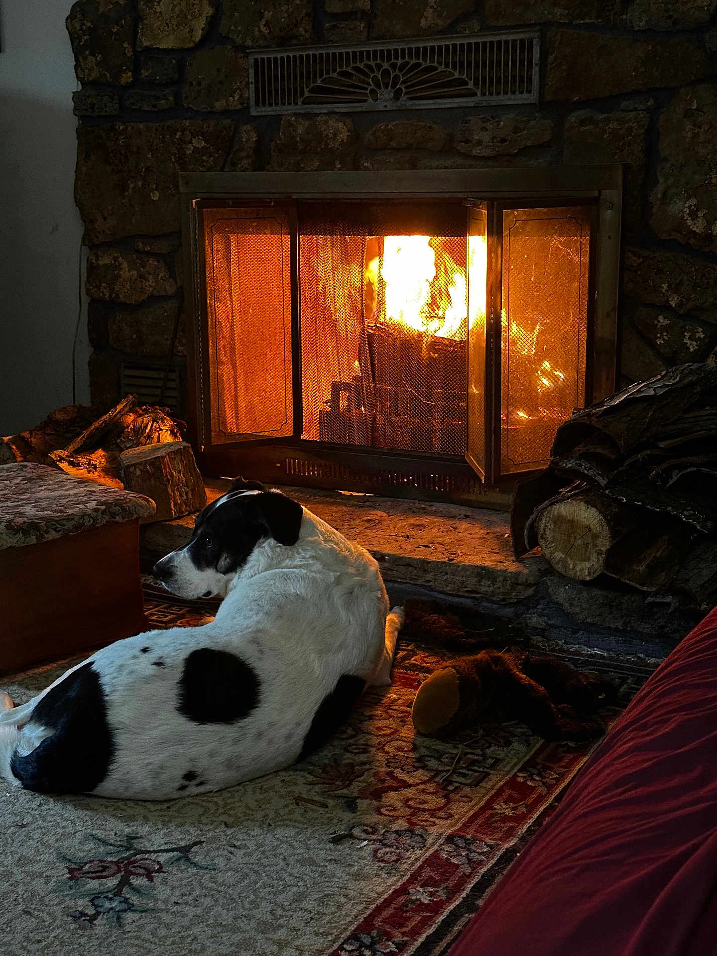 Rylee joined the competition — help win amazing prizes! dog, fireplace, fire, rug, wood, indoor, cozy, pet, relaxing, home, carpet, warmth, black_and_white, animal, resting, interior, furniture, hearth, log, comfort