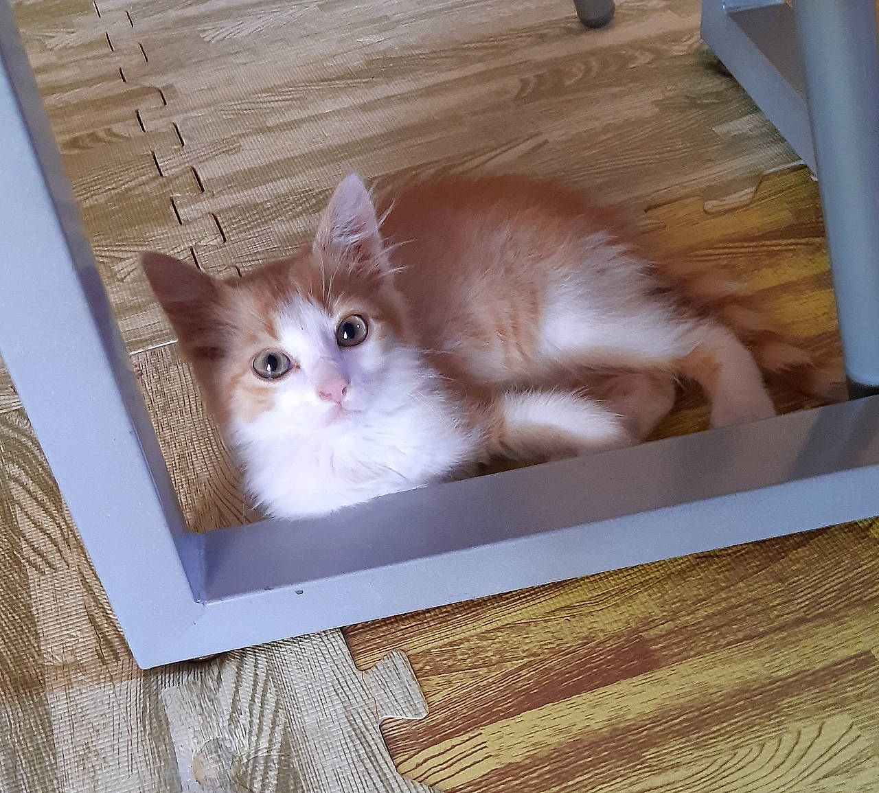 Fanta participe au concours pour gagner de l'argent avec cette photo : animal_shelter, box, cardboard, carnivore, cat, domestic_short_haired_cat, fawn, felidae, fur, hardwood, mammal, paper_product, pet_supply, rectangle, small_to_medium_sized_cats, tail, vertebrate, whiskers, wood, wood_stain