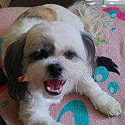 Punky is registered to the contest to win money with this photo: animal, black_fur, brown_fur, chewing, colorful, cute, dog, fluffy, fur, indoor, lying_down, mouth_open, paw, pet, relaxed, resting, small_dog, towel, toy, white_fur