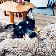 Yana a rejoint le concours — aidez-le/la à gagner de superbes lots ! puppy, dog, blanket, fluffy, indoor, wooden_table, plant, cozy, curious, ears, fur, floor, home, living_room, black_and_tan, pet, cute, looking, close_up, soft