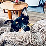 puppy, dog, blanket, fluffy, indoor, wooden_table, plant, cozy, curious, ears, fur, floor, home, living_room, black_and_tan, pet, cute, looking, close_up, soft