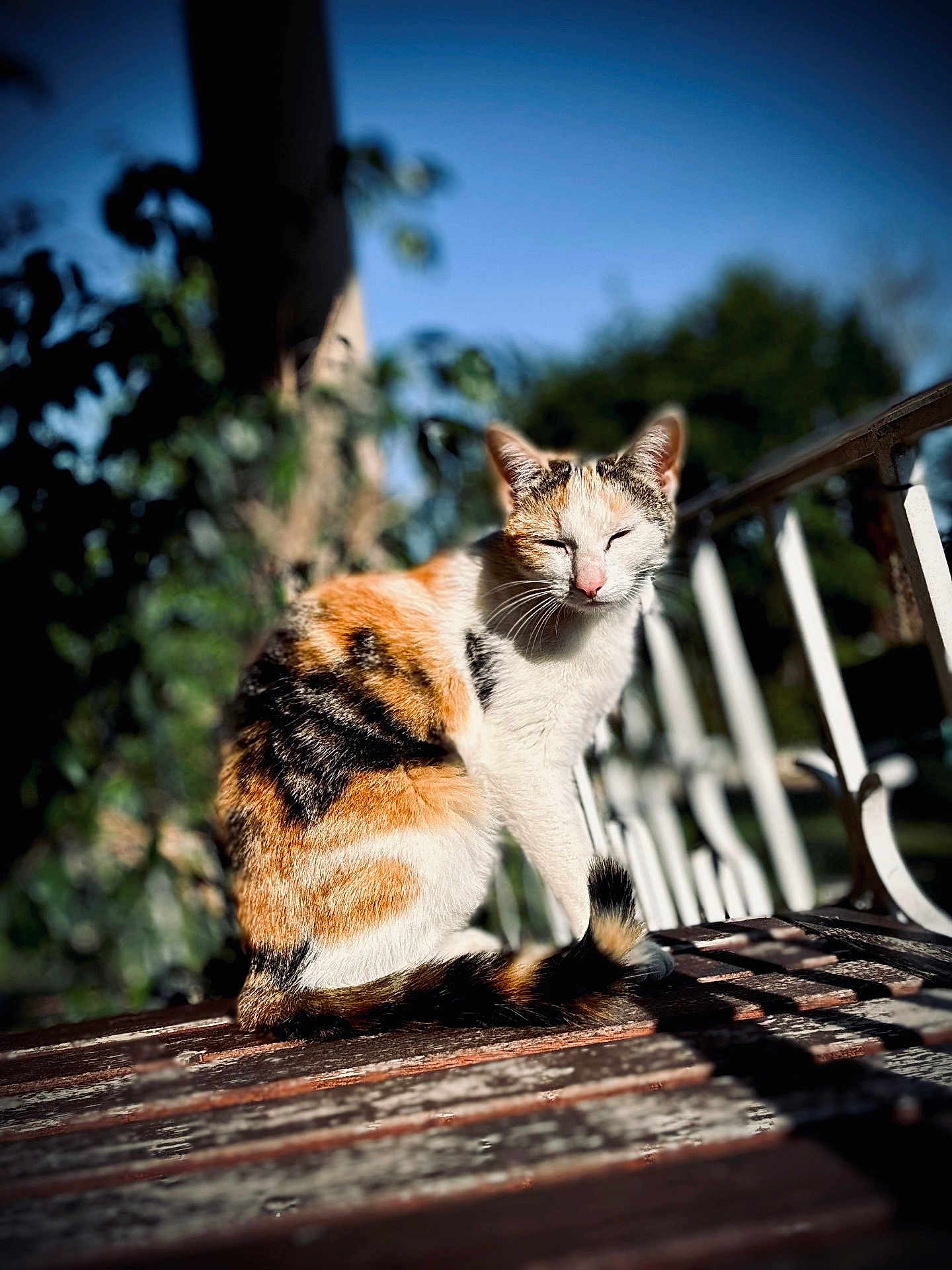 Bretzel participe au concours pour gagner de l'argent avec cette photo : cat, calico, animal, outdoor, bench, sunlight, nature, fur, pet, resting, closeup, daylight, wood, garden, peaceful, sitting, tail, whiskers, eyes_closed, feline