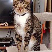 Yoko a rejoint le concours — aidez-le/la à gagner de superbes lots ! animal, books, cat, cat_tree, collar, cute, domestic, feline, fur, furniture, household, indoor, looking, pet, play_area, sitting, tabby, television, whiskers, yellow_eyes