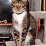 animal, books, cat, cat_tree, collar, cute, domestic, feline, fur, furniture, household, indoor, looking, pet, play_area, sitting, tabby, television, whiskers, yellow_eyes