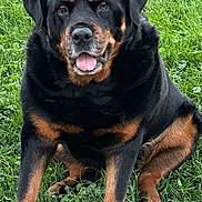 Harley joined the competition — help win amazing prizes! rottweiler, dog, canine, pet, grass, outdoor, animal, sitting, tongue_out, happy, black_and_tan, fur, mammal, nature, portrait, friendly, companion, paw, alert, cute