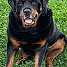 rottweiler, dog, canine, pet, grass, outdoor, animal, sitting, tongue_out, happy, black_and_tan, fur, mammal, nature, portrait, friendly, companion, paw, alert, cute