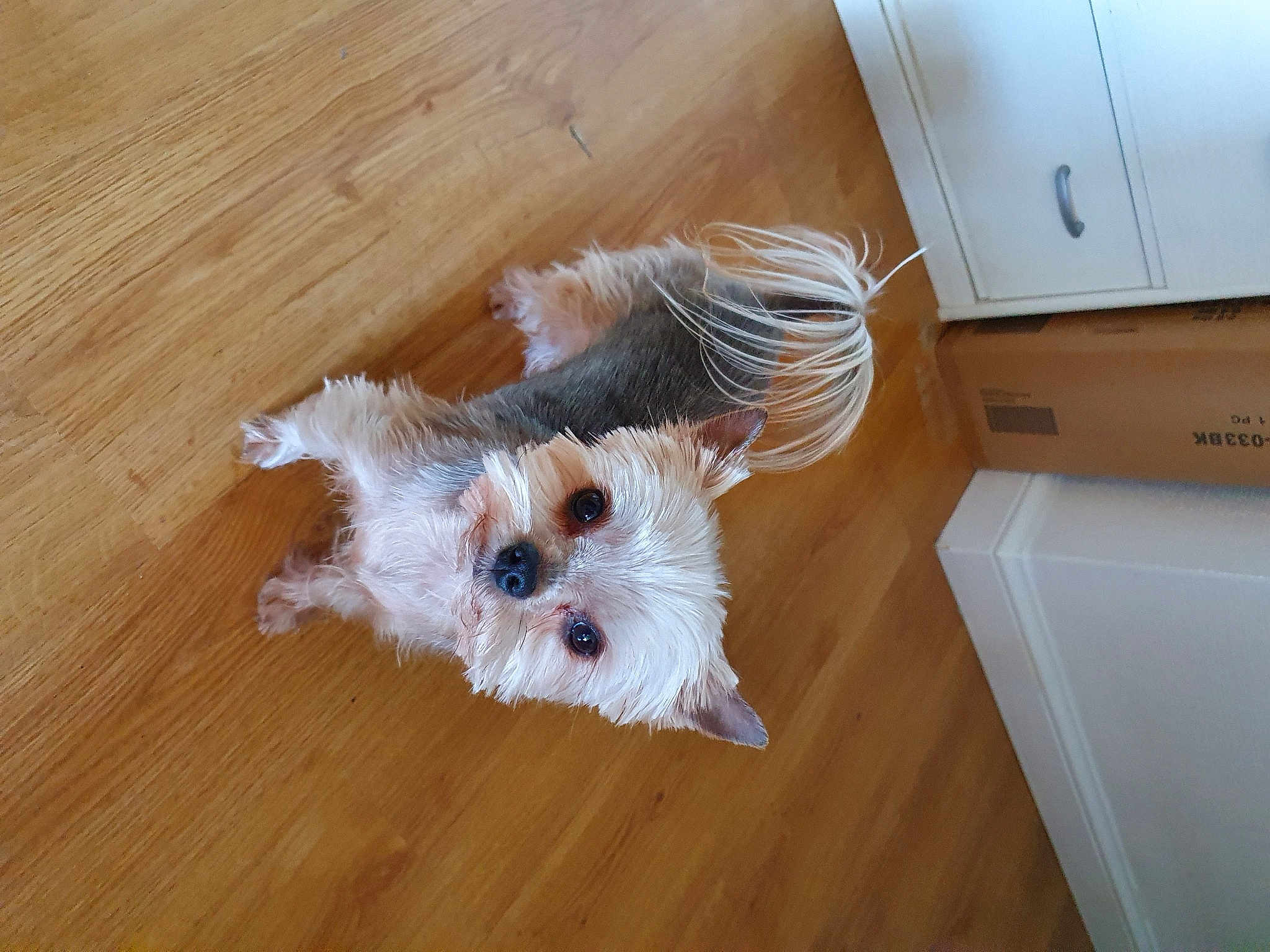 Praline