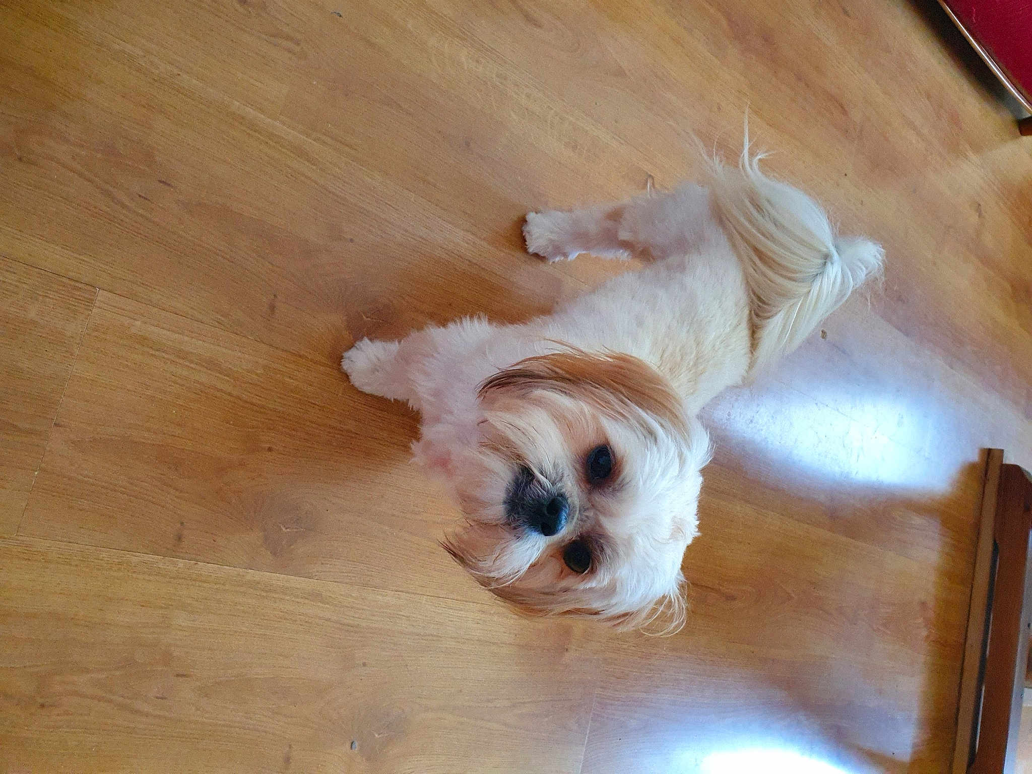 Praline