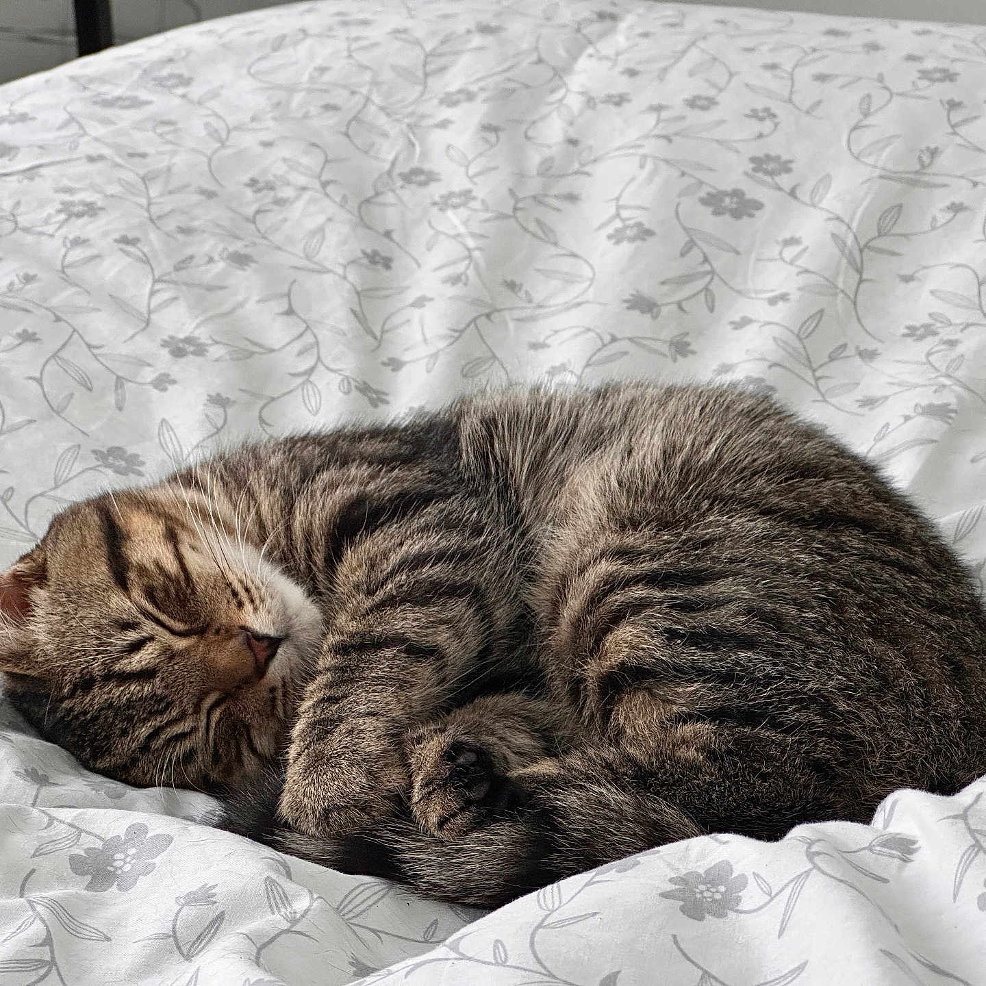 Coco is registered to the contest to win money with this photo: abyssinian, animal, bed, bedroom, blanket, cat, furniture, indoors, kitten, manx, person, pet, quilt, room, sleeping