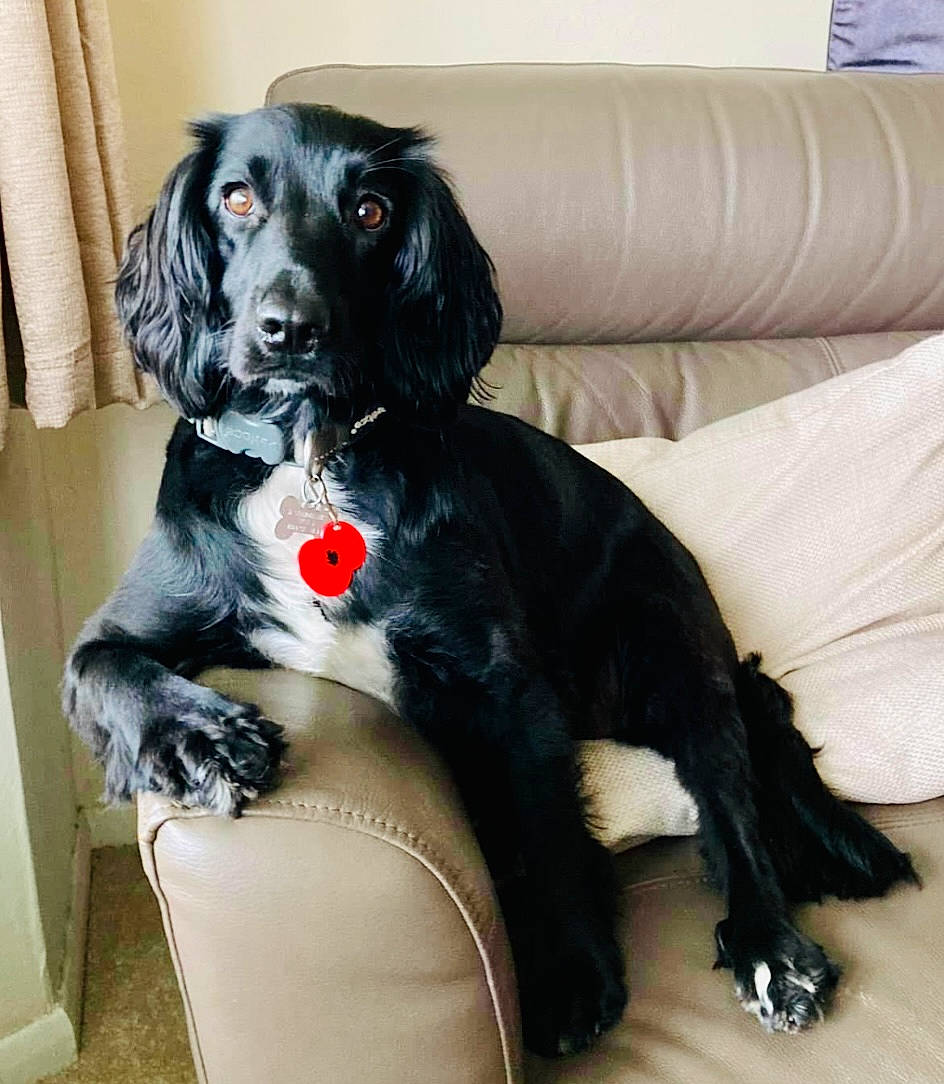 Gracie joined the competition — help win amazing prizes! borador, braque_dauvergne, canidae, carnivore, collar, comfort, companion_dog, couch, dog, dog_breed, dog_collar, dog_supply, fur, gun_dog, liver, pattern, snout, spaniel, sporting_group, working_animal