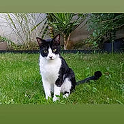 Milka a rejoint le concours — aidez-le/la à gagner de superbes lots ! animal, black_and_white, cat, domestic_animal, ears, eyes, face, feline, fur, garden, grass, greenery, leaf, nature, outdoor, pet, plant, sitting, tail, whiskers