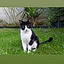 animal, black_and_white, cat, domestic_animal, ears, eyes, face, feline, fur, garden, grass, greenery, leaf, nature, outdoor, pet, plant, sitting, tail, whiskers