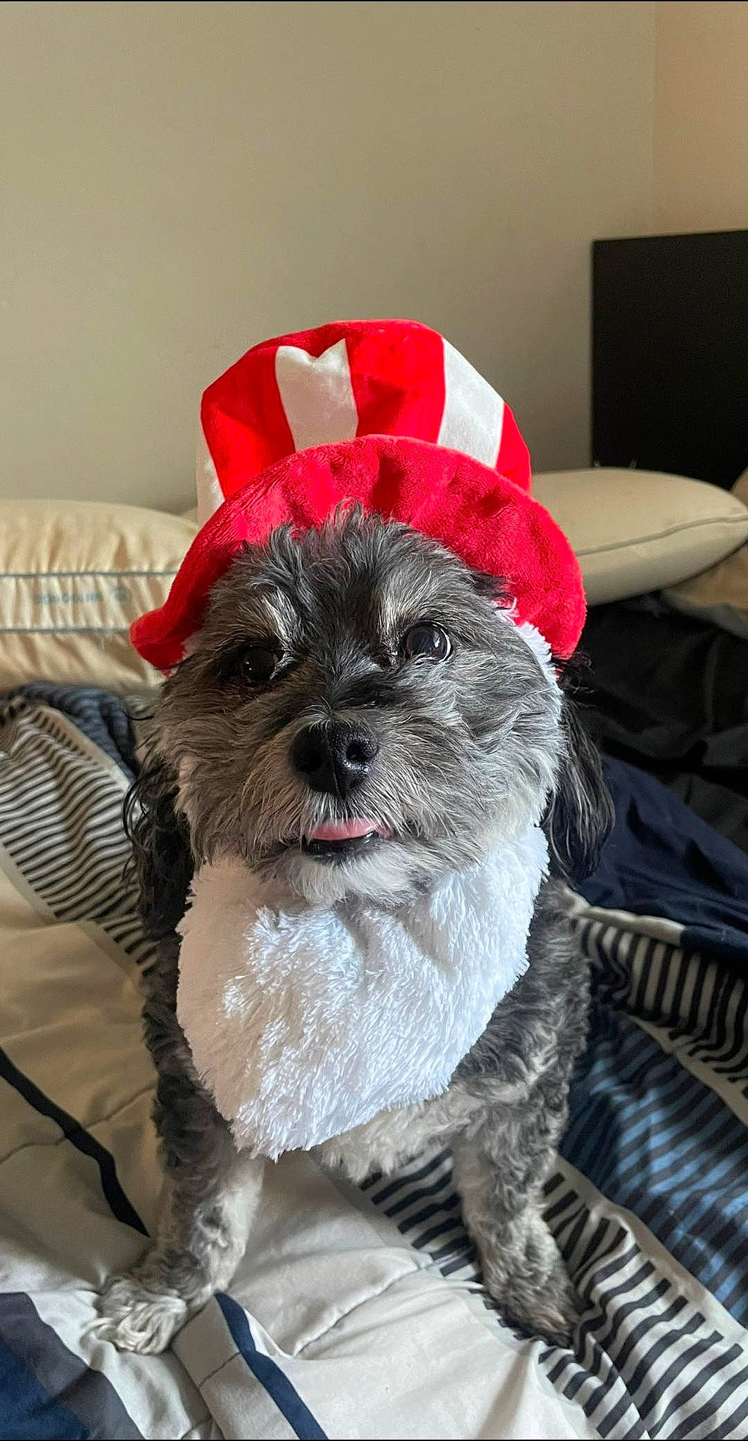 Luigi joined the competition — help win amazing prizes! canidae, carnivore, collar, companion_dog, dog, dog_breed, dog_clothes, dog_collar, dog_supply, fashion_accessory, fawn, fur, pattern, snout, sporting_group, tail, terrier, toy_dog, whiskers, working_animal