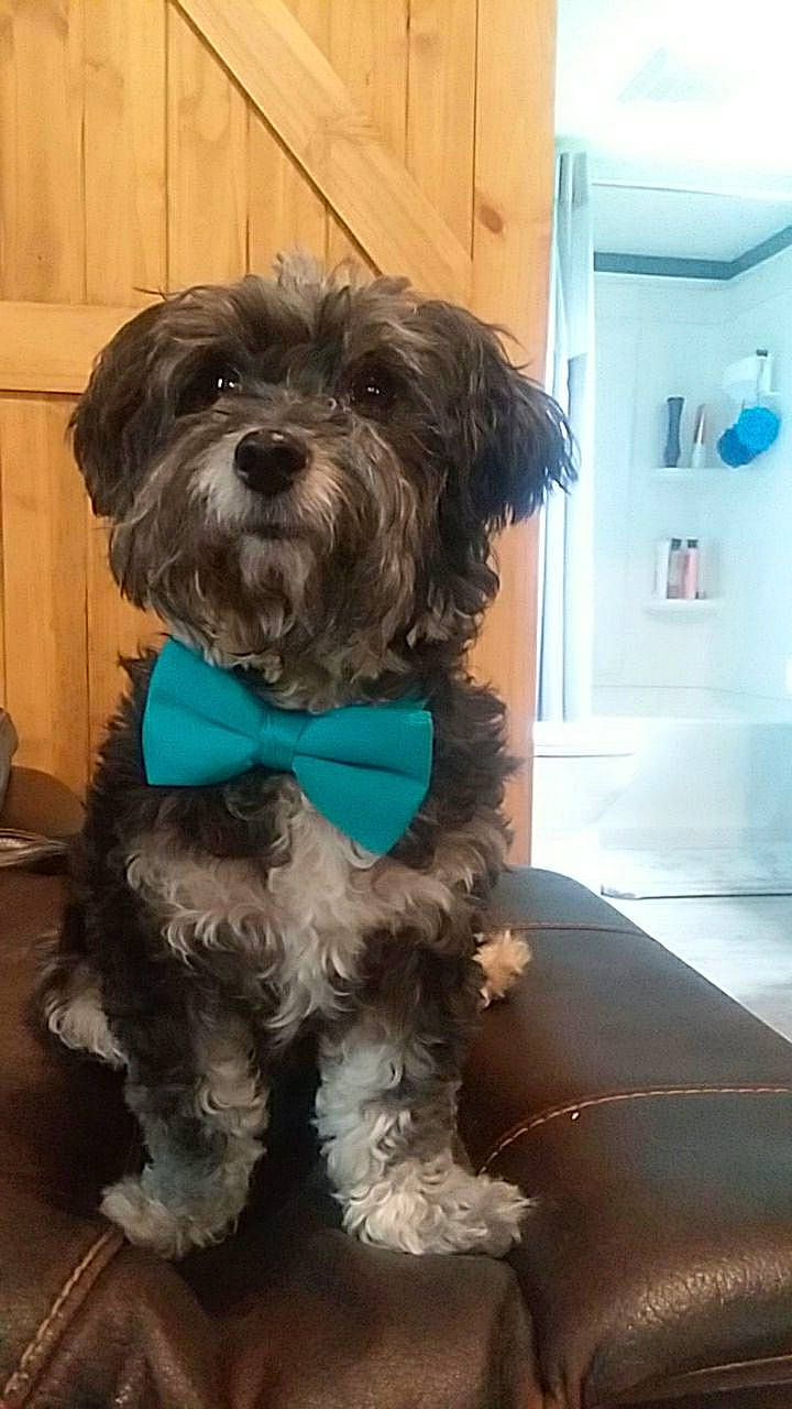 Luigi joined the competition — help win amazing prizes! blue, canidae, carnivore, collar, companion_dog, dog, dog_breed, dog_collar, dog_supply, fur, liver, maltepoo, puppy, small_terrier, snout, sporting_group, terrier, toy_dog, working_animal, yorkipoo