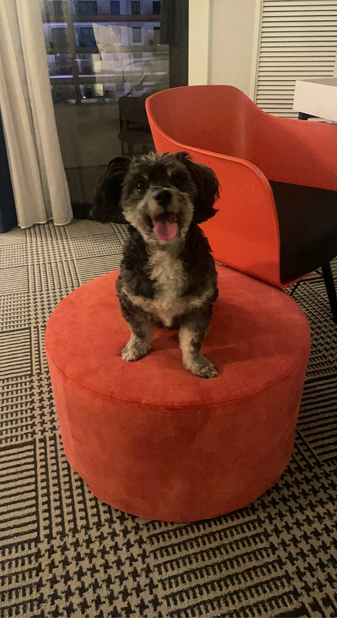 Luigi joined the competition — help win amazing prizes! canidae, carnivore, comfort, companion_dog, curtain, dog, dog_bed, dog_breed, dog_supply, flooring, fur, liver, non_sporting_group, pet_supply, small_terrier, sporting_group, tail, toy_dog, working_animal