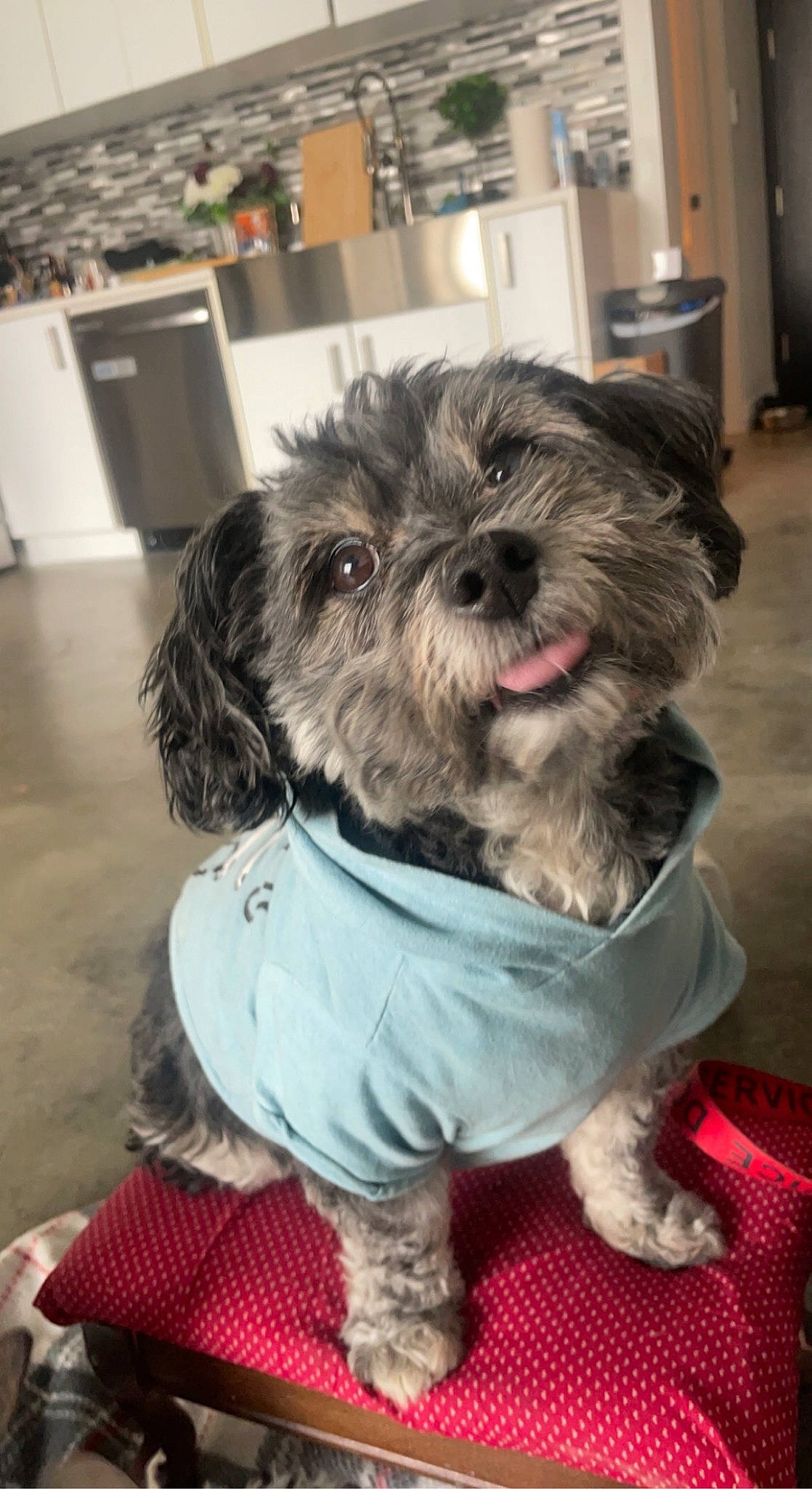 Luigi is registered to the contest to win money with this photo: carnivore, companion_dog, dog, dog_breed, dog_clothes, dog_collar, dog_supply, fawn, fur, liver, pet_supply, puppy_love, shih_poo, shih_tzu, small_terrier, snout, sporting_group, terrier, toy_dog, working_animal