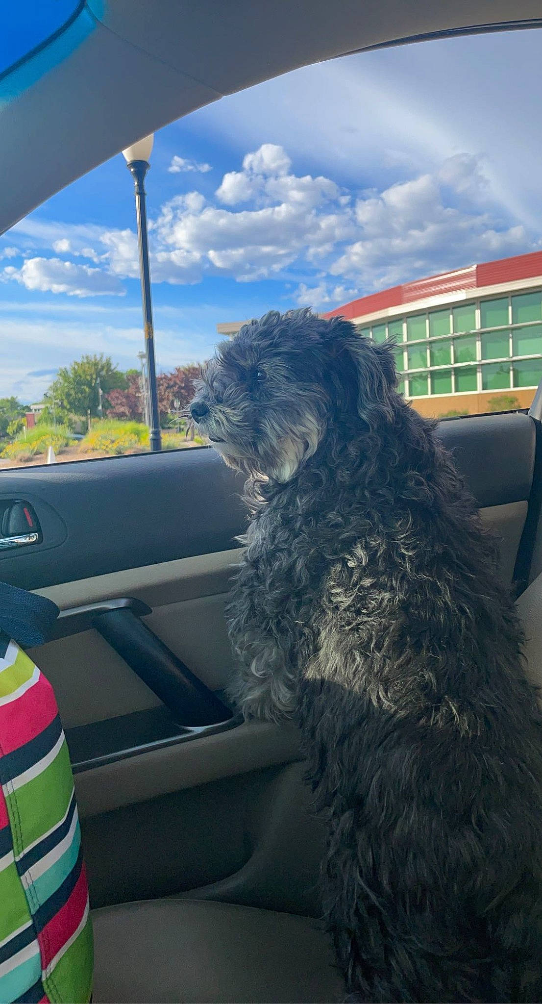 Luigi is registered to the contest to win money with this photo: automotive_exterior, automotive_mirror, automotive_window_part, car, carnivore, cloud, companion_dog, dog, dog_breed, family_car, luxury_vehicle, motor_vehicle, sky, tints_and_shades, toy_dog, vehicle, vehicle_door, water_dog, window, windshield