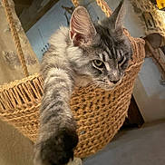 Atlas participe au concours pour gagner de l'argent avec cette photo : cat, gray_tabby, fluffy, paw, stretching, hanging_basket, woven, rope, indoor, rustic, wall, wood, relaxed, pet, animal, feline, cozy, closeup, cute, home