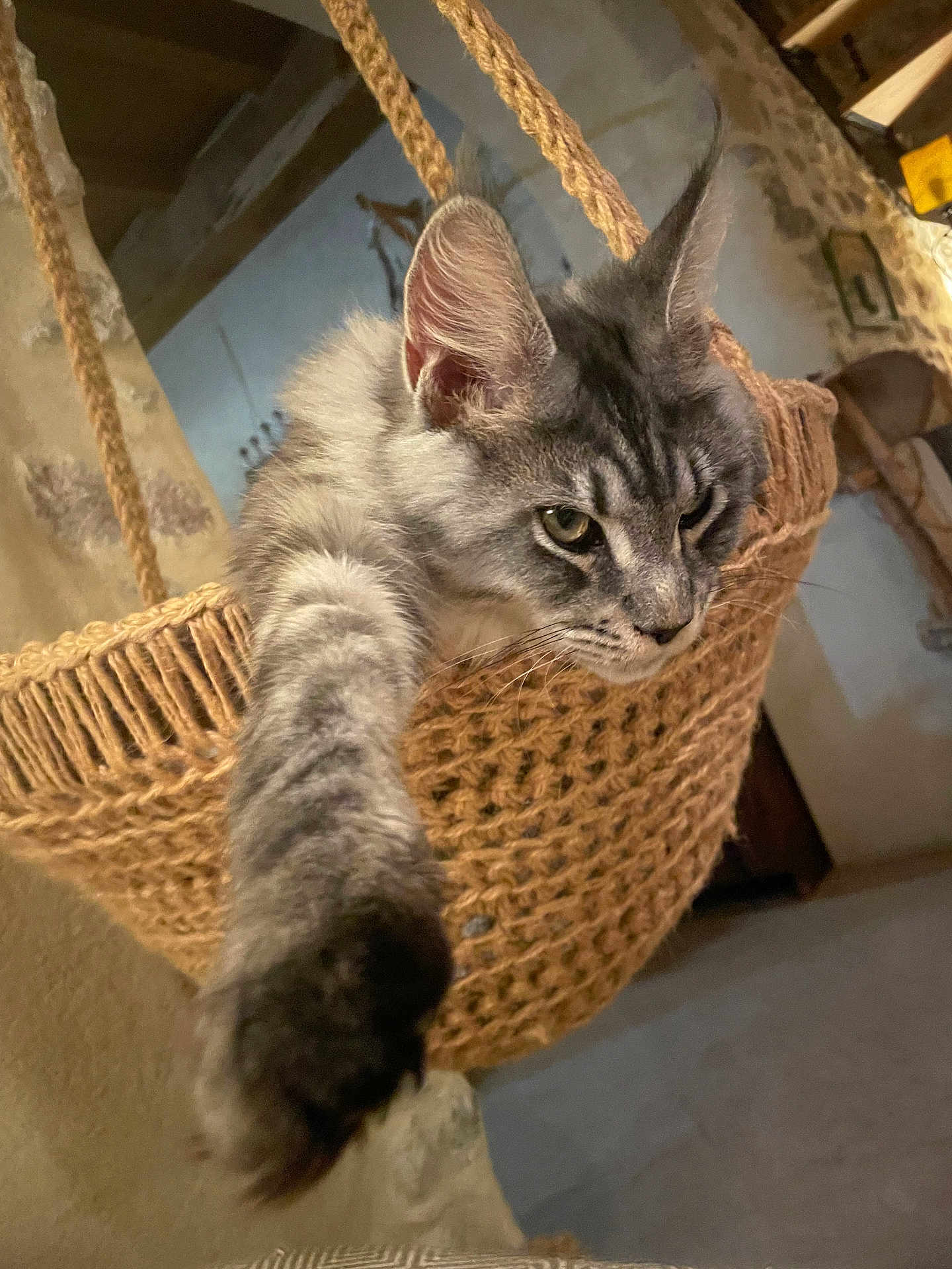 Atlas participe au concours pour gagner de l'argent avec cette photo : cat, gray_tabby, fluffy, paw, stretching, hanging_basket, woven, rope, indoor, rustic, wall, wood, relaxed, pet, animal, feline, cozy, closeup, cute, home