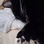 Detonator is registered to the contest to win money with this photo: cat, tuxedo_cat, black_and_white, sleeping, resting, curled_up, whiskers, paws, paw_pads, pink_nose, fur, indoor, blanket, bed, cozy, cute, relaxed, close_up, pet, portrait