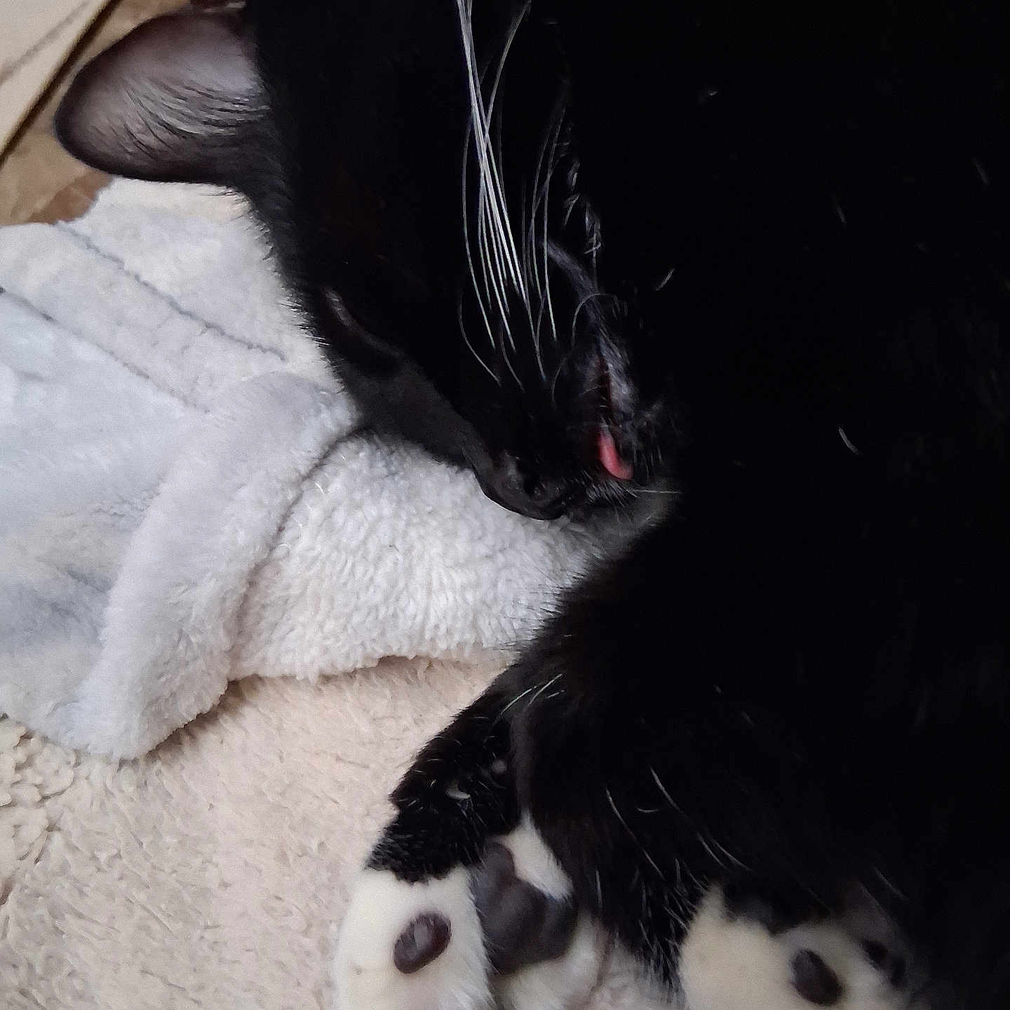 Detonator is registered to the contest to win money with this photo: cat, tuxedo_cat, black_and_white, sleeping, resting, curled_up, whiskers, paws, paw_pads, pink_nose, fur, indoor, blanket, bed, cozy, cute, relaxed, close_up, pet, portrait
