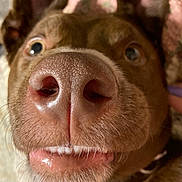 Freddy is registered to the contest to win money with this photo: dog, close_up, nose, ears, teeth, fur, pet, animal, brown, whiskers, snout, playful, curious, portrait, muzzle, indoor, canine, expression, cute, face