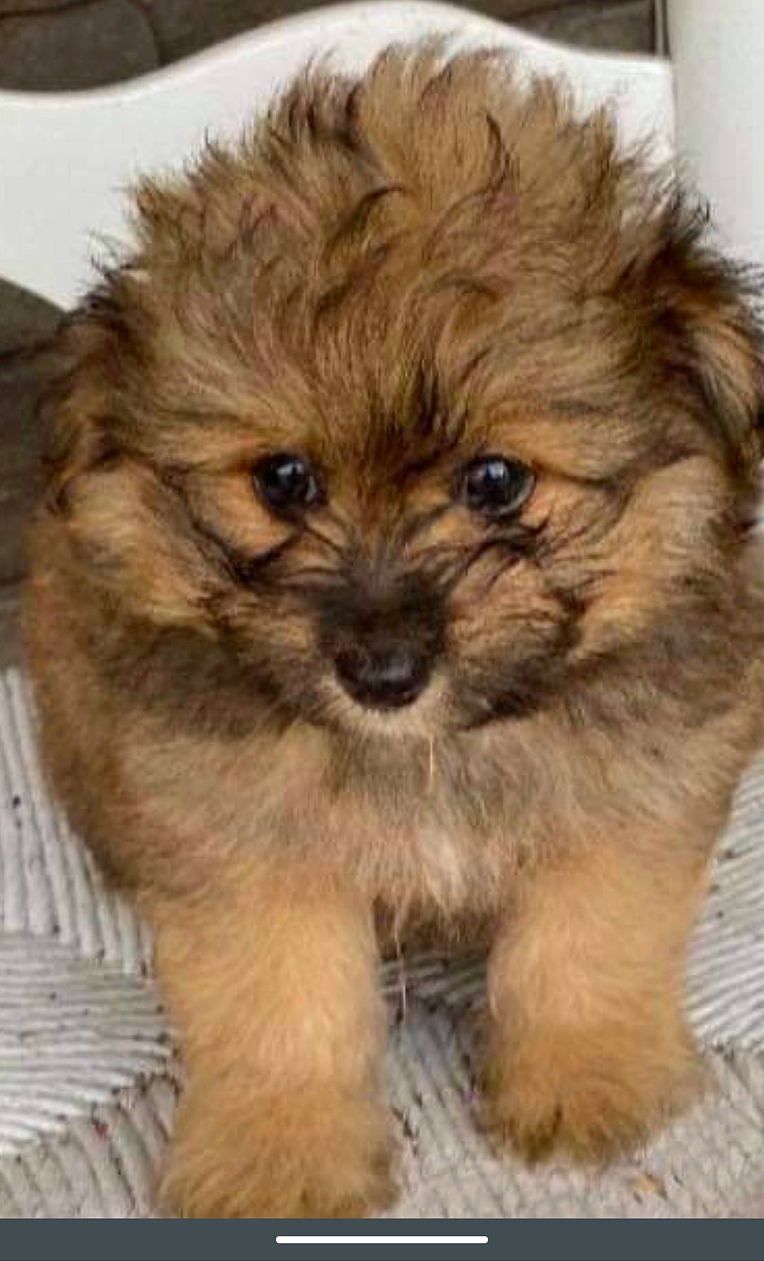 Dak Cooper Herzog joined the competition — help win amazing prizes! canidae, carnivore, companion_dog, dog, dog_breed, dog_supply, fawn, fur, liver, maltepoo, non_sporting_group, puppy, small_terrier, snout, sporting_group, terrestrial_animal, terrier, toy_dog, whiskers, working_animal