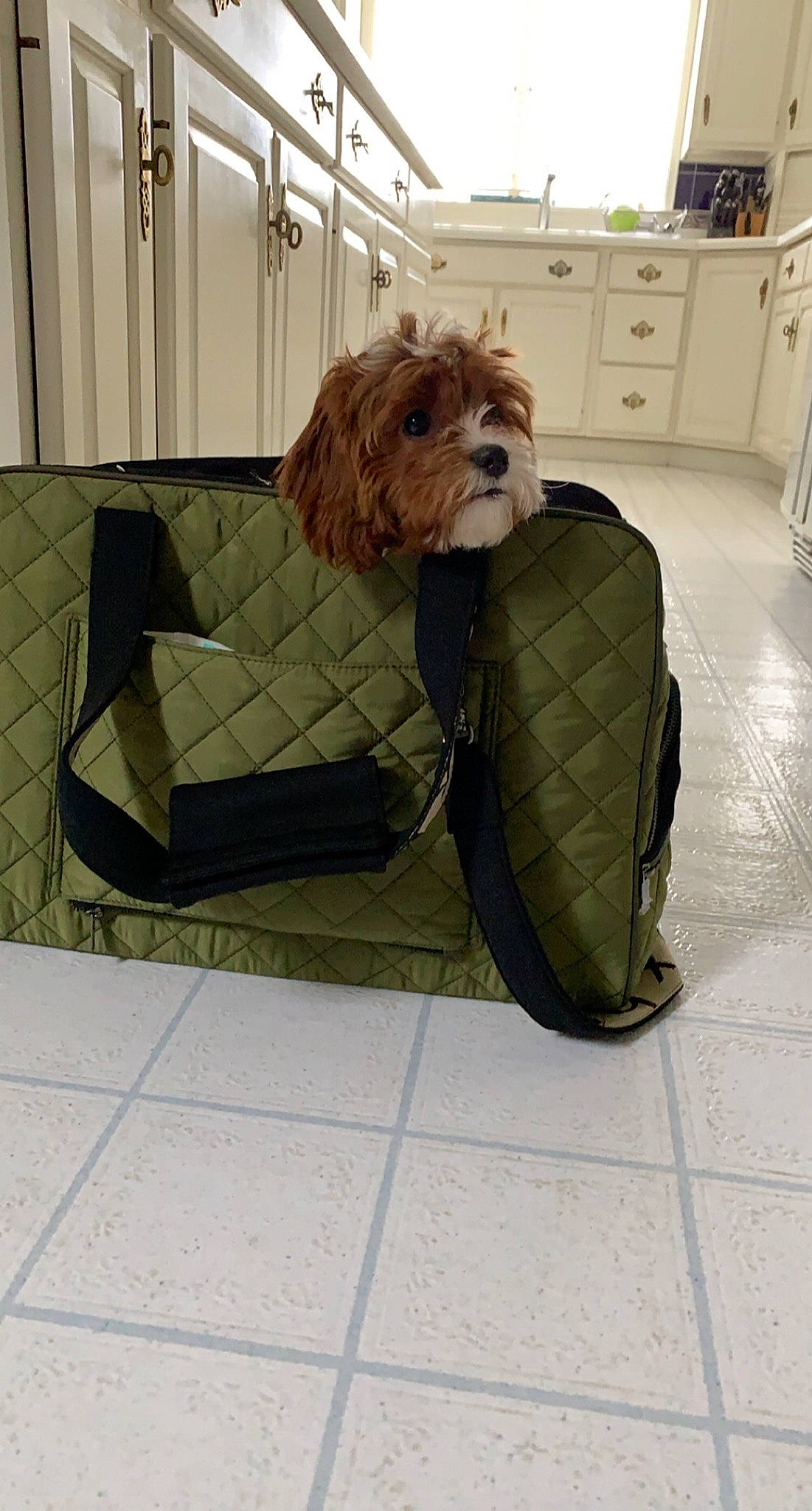 Nola joined the competition — help win amazing prizes! art, automotive_tire, cabinetry, canidae, carnivore, companion_dog, dog, dog_breed, drawer, flooring, hardwood, liver, pet_supply, rectangle, sporting_group, tire, toy_dog, wheel, wood, working_animal