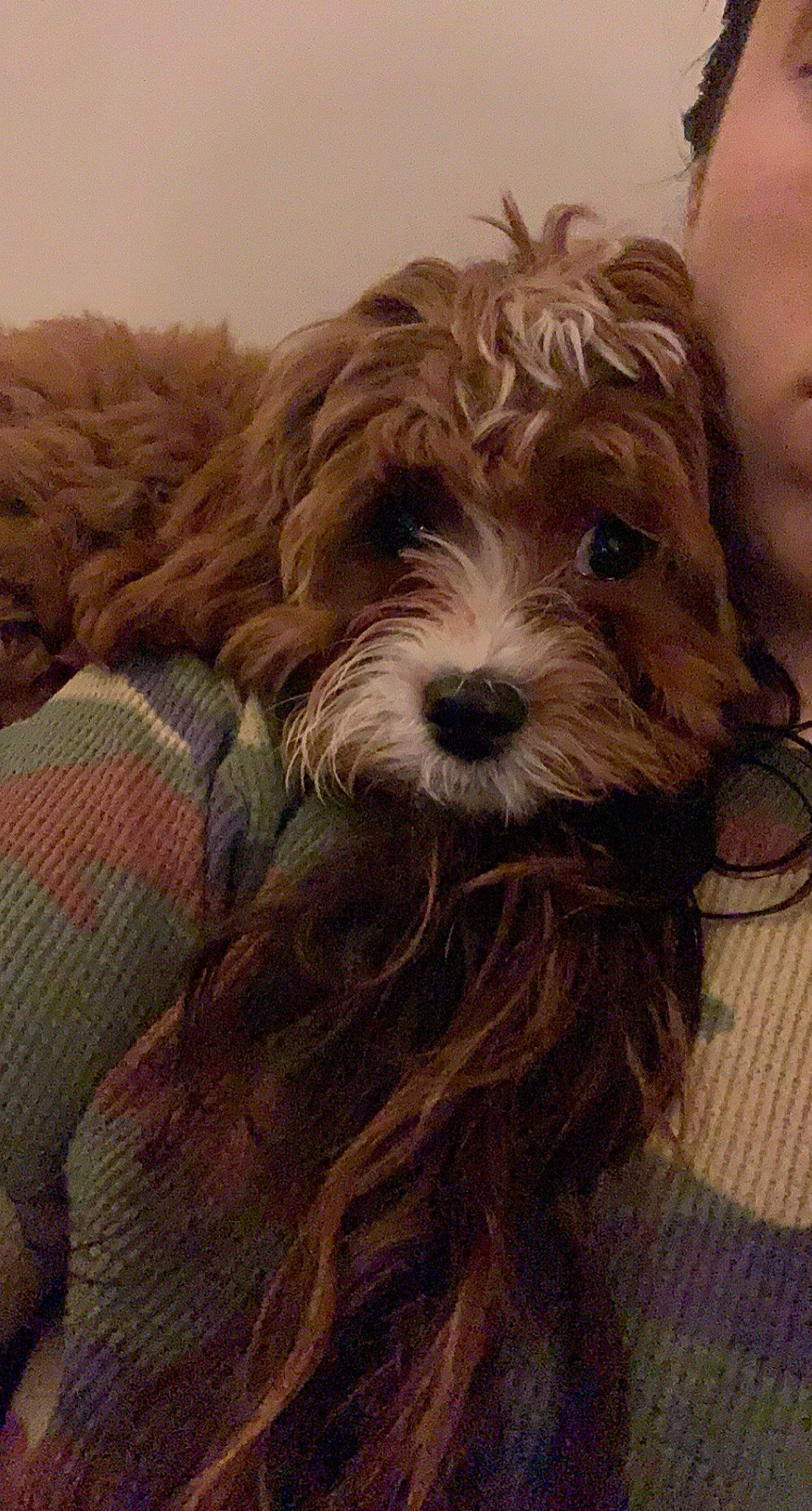 Nola joined the competition — help win amazing prizes! art, blond, brown_hair, carnivore, companion_dog, dog, dog_breed, fur, happy, liver, puppy_love, small_terrier, snout, sporting_group, surfer_hair, terrier, toy_dog, water_dog, wood, working_animal