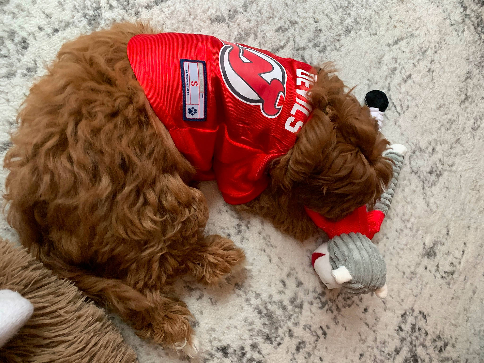 Nola joined the competition — help win amazing prizes! baseball_cap, canidae, cap, carnivore, companion_dog, dog, dog_breed, dog_clothes, dog_collar, dog_supply, fur, hat, liver, mammal, sleeve, snout, sporting_group, toy, vertebrate, working_animal