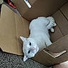 Nimbus is registered to the contest to win money with this photo: cat, white_cat, blue_eyes, cardboard_box, pet, animal, indoor, carpet, feline, cute, cozy, relaxed, looking_up, domestic_cat, fur, whiskers, ears, nose, paws, box