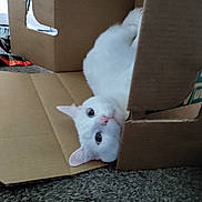 Nimbus is registered to the contest to win money with this photo: cat, white_cat, cardboard_box, pet, animal, indoor, carpet, curious, feline, cute, domestic_animal, playful, cozy, resting, looking_up, whiskers, ears, floor, soft, closeup