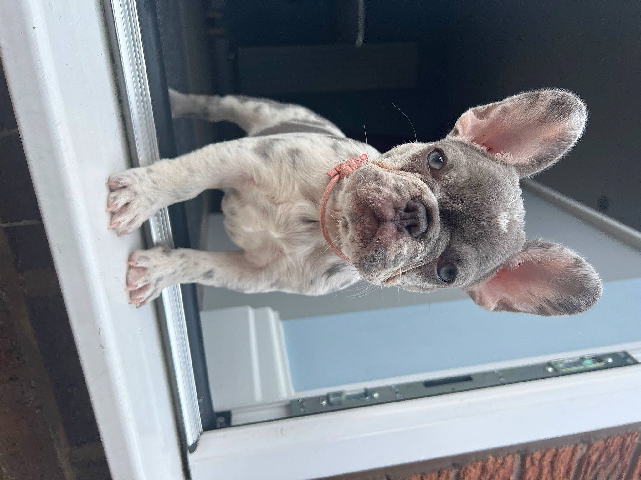 Gaia is registered to the contest to win money with this photo: canidae, carnivore, collar, companion_dog, dog, dog_breed, fawn, gesture, guard_dog, mammal, non_sporting_group, snout, sporting_group, tail, vehicle_door, window