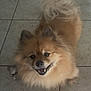 dog, fluffy, smiling, tile_floor, happy, pet, canine, fur, tail, ears, mouth_open, indoor, small_dog, brown_fur, cute, animal, looking_up, domestic_animal, friendly, companion