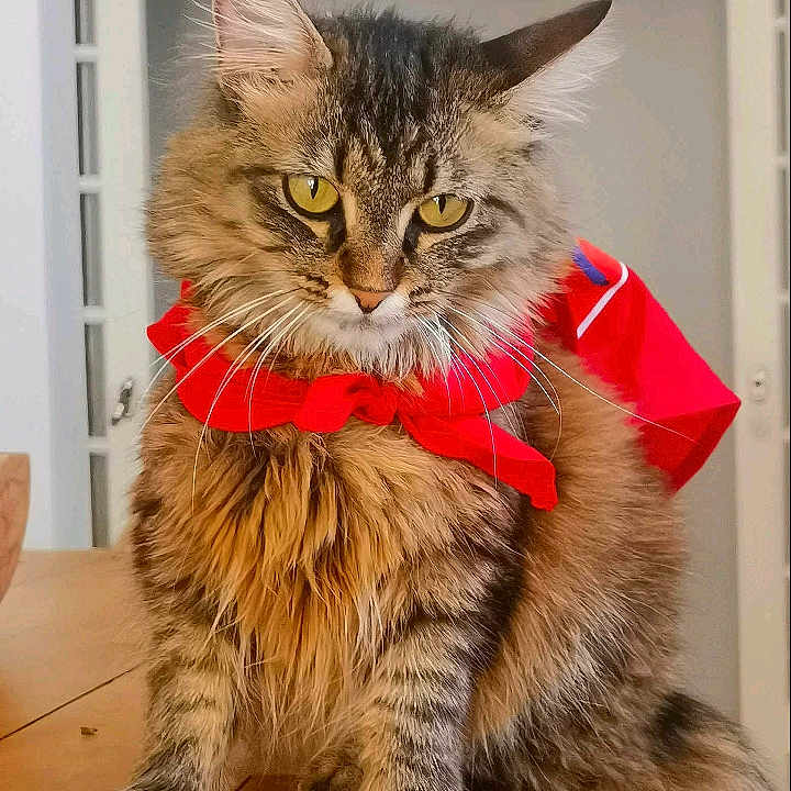 Tartine a rejoint le concours — aidez-le/la à gagner de superbes lots ! abyssinian, accessories, angora, animal, architecture, bag, cat, diningtable, formalwear, furniture, hardwood, indoors, interiordesign, kitten, manx, pet, plywood, table, tie, wood