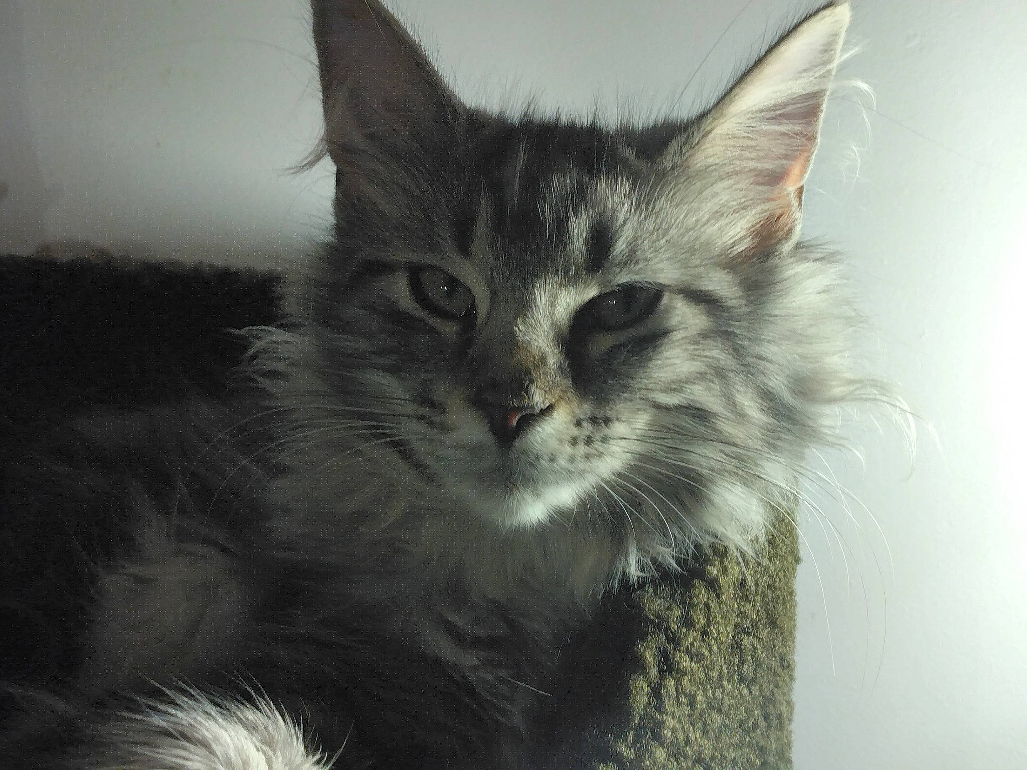 Tartine a rejoint le concours — aidez-le/la à gagner de superbes lots ! carnivore, cat, claw, domestic_short_haired_cat, felidae, fur, monochrome, monochrome_photography, paw, small_to_medium_sized_cats, terrestrial_animal, whiskers, wildlife