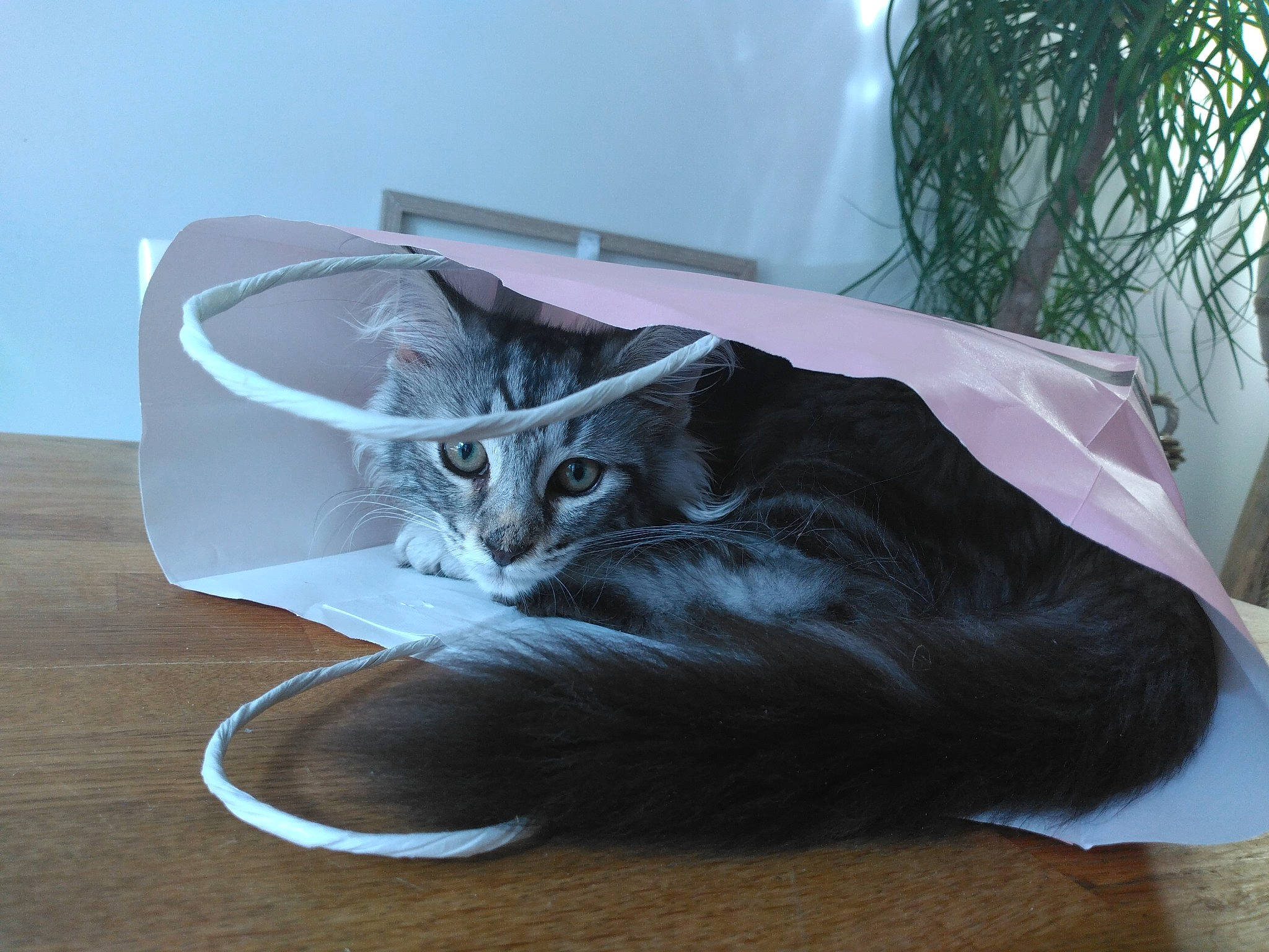 Tartine participe au concours pour gagner de l'argent avec cette photo : bag, black_cat, carnivore, cat, cat_supply, comfort, domestic_short_haired_cat, felidae, fur, hardwood, houseplant, linens, paw, plant, sitting, small_to_medium_sized_cats, snout, tail, whiskers, wood