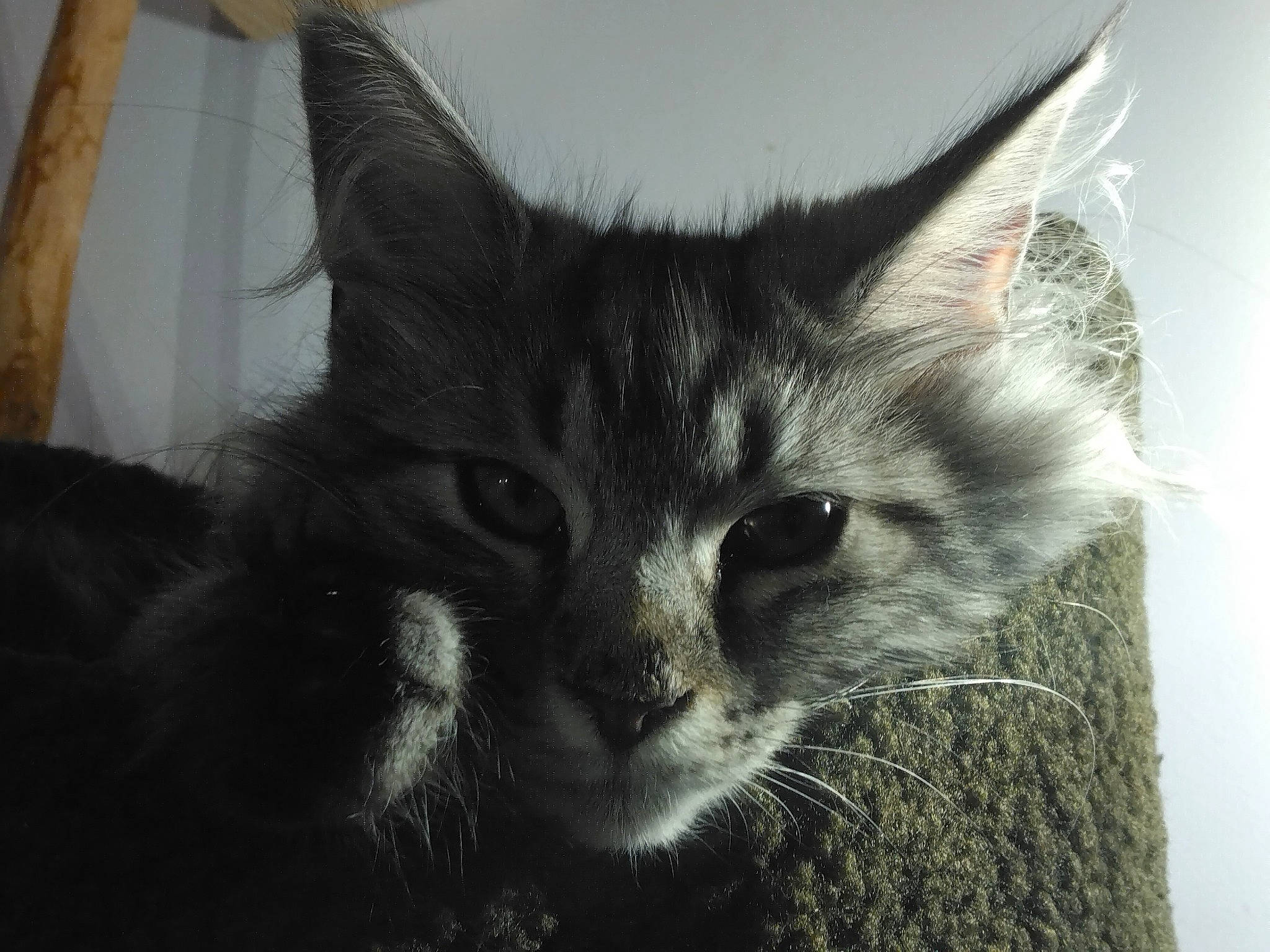 Tartine a rejoint le concours — aidez-le/la à gagner de superbes lots ! carnivore, cat, domestic_short_haired_cat, ear, felidae, fur, monochrome, monochrome_photography, small_to_medium_sized_cats, snout, whiskers, window