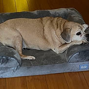 Maddox is registered to the contest to win money with this photo: beige, canine, couch_arm, cozy, dog, floor_boarding, head, indoor, living_room, nose, paw, pet, pet_bed, plush_furniture, relaxed, resting, side_view, sleeping, tan_fur, wooden_floor